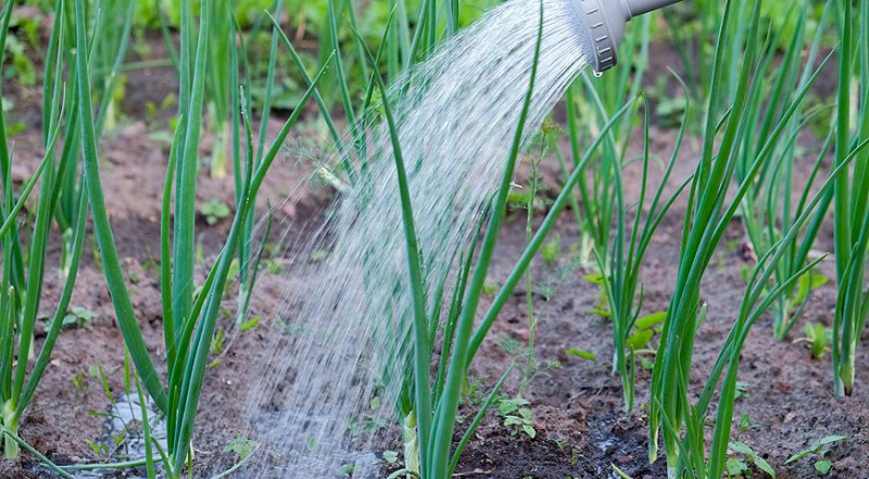 Как вырастить репчатый лук из севка: все от посадки до урожая