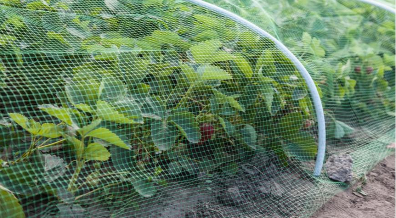 Как защитить клубнику (садовую землянику) от вредителей весной и летом