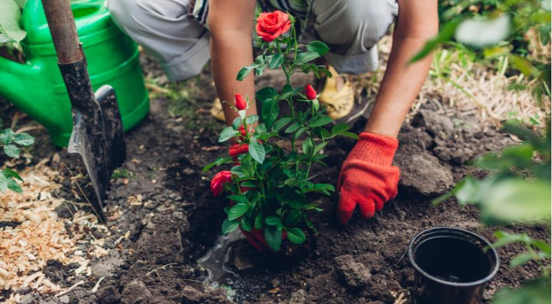 Когда и как сажать розы весной в открытый грунт: шпаргалка для новичков