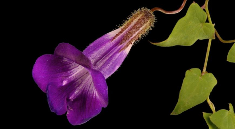 Маурандия, или азарина лазающая, секреты выращивания однолетней цветущей лианы