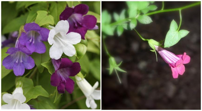 Маурандия, или азарина лазающая, секреты выращивания однолетней цветущей лианы