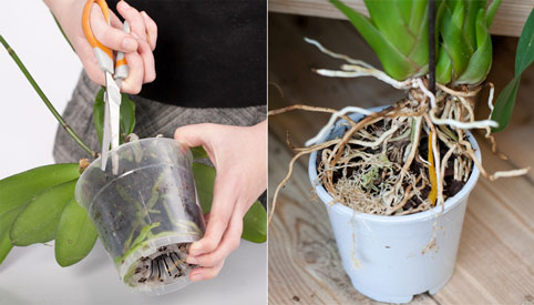 Не надо торопиться: что делать с комнатными растениями в конце зимы и начале весны