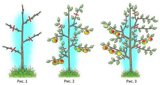 Обрезка плодовых и декоративных деревьев по лунному посевному календарю садовода, цветовода и огородника на 2024 год