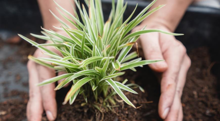 Как использовать хлорофитум в качестве почвопокровного и контейнерного растения в саду