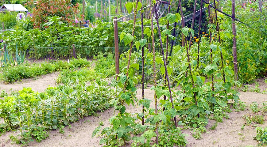 5 причин посадить бобовые на даче: фасоль, горох, вигну и другие