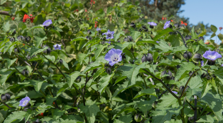Никандра с голубыми цветками и яркими фонариками, как вырастить необычный однолетник