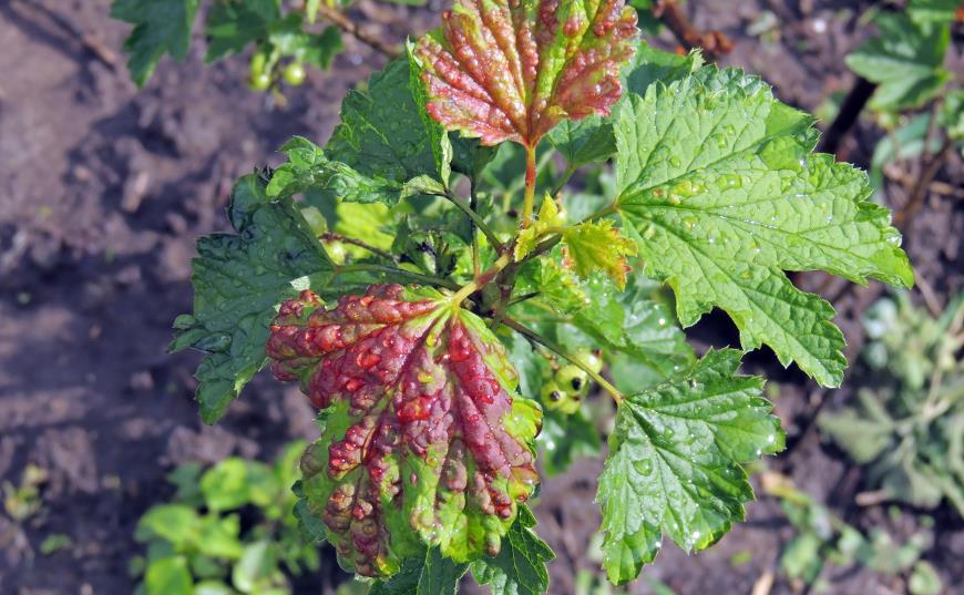 Галловая тля на смородине, или почему у смородины красные морщинистые листья