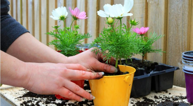 9 причин  с энтузиазмом выращивать космею, включая новые идеи для вашего сада