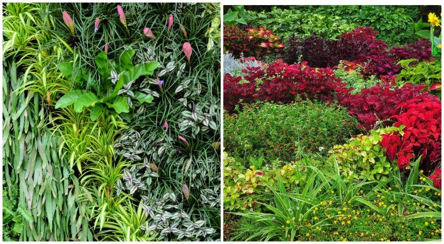 Как использовать хлорофитум в качестве почвопокровного и контейнерного растения в саду