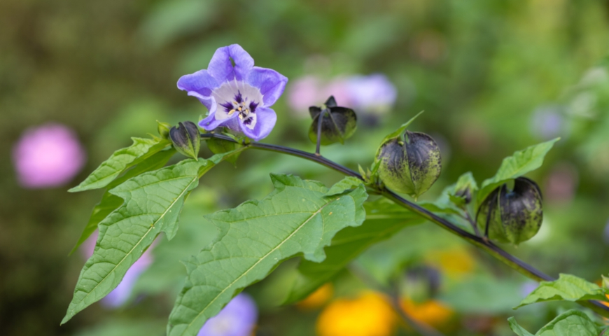 Никандра с голубыми цветками и яркими фонариками, как вырастить необычный однолетник