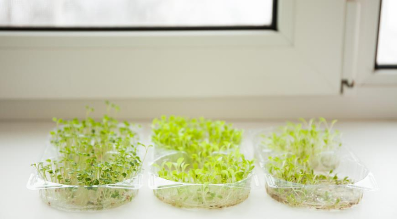 Как быстро вырастить микрозелень на Пасху