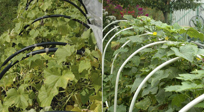 Как выбрать и посадить готовую рассаду овощей весной