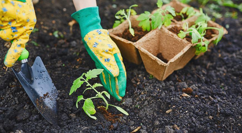 Как выбрать и посадить готовую рассаду овощей весной