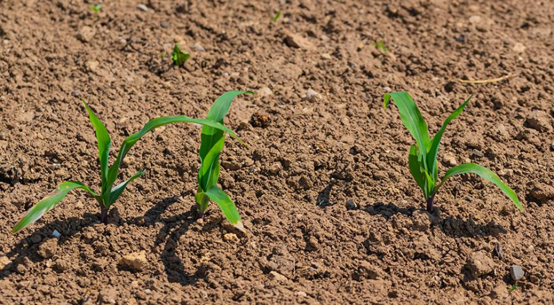 Как вырастить кукурузу: все от посева кукурузы на рассаду до сбора урожая