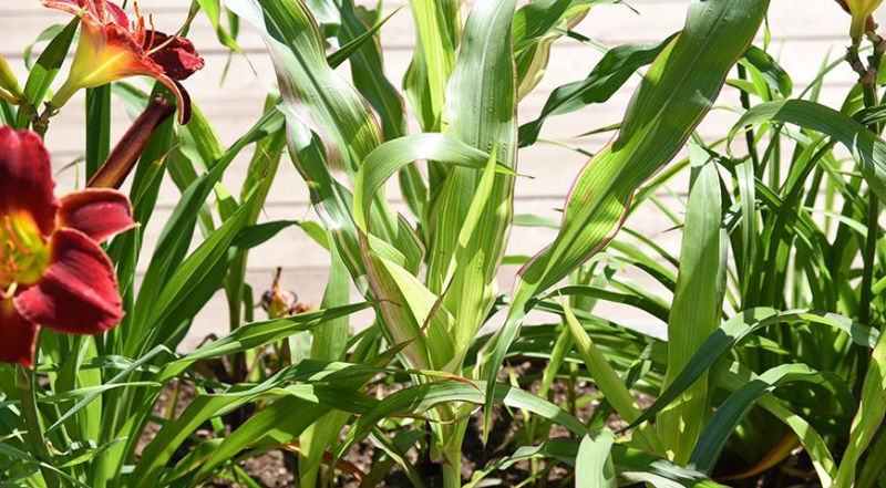 Как вырастить кукурузу: все от посева кукурузы на рассаду до сбора урожая