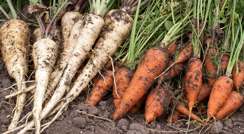 Когда сеять морковь, свеклу и пастернак в 2024 году, чтобы получить отличный урожай
