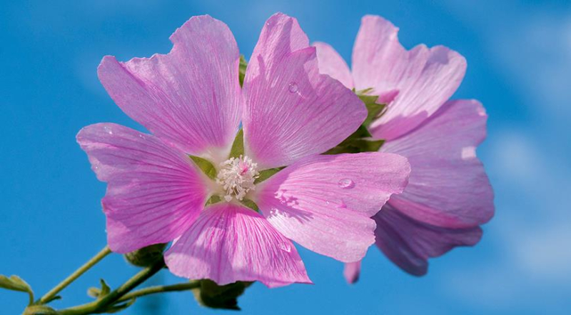Неприхотливый и красивый цветок для посева на дачу - лаватера, хатьма или собачья роза