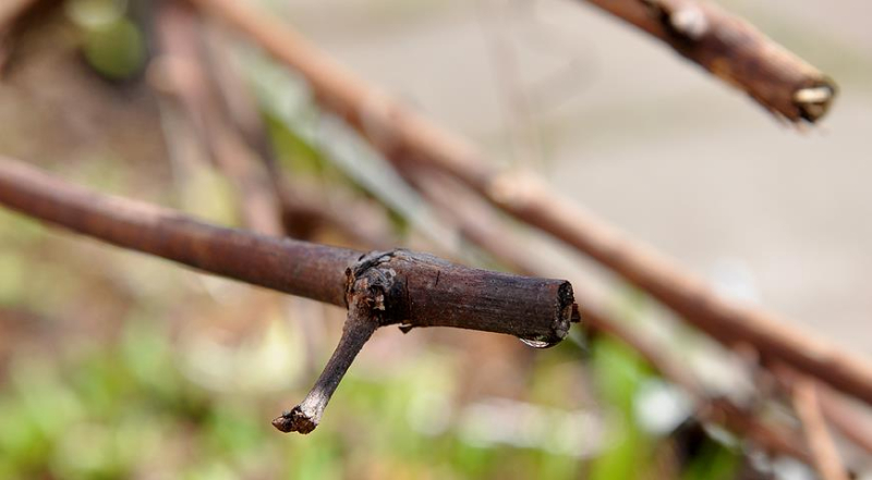 Плач виноградной лозы: что делать, если весной из винограда течет сок?