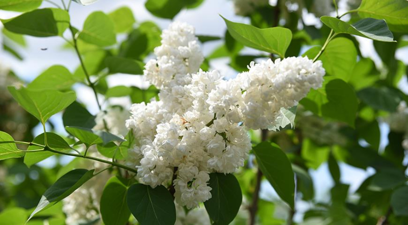 Самые красивые весеннецветущие садовые кустарники с белыми цветами: ТОП 5