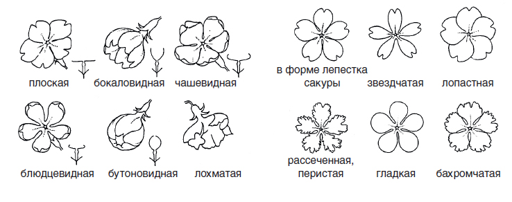 Примулы Зибольда японской селекции: как выбрать и вырастить нежную японку