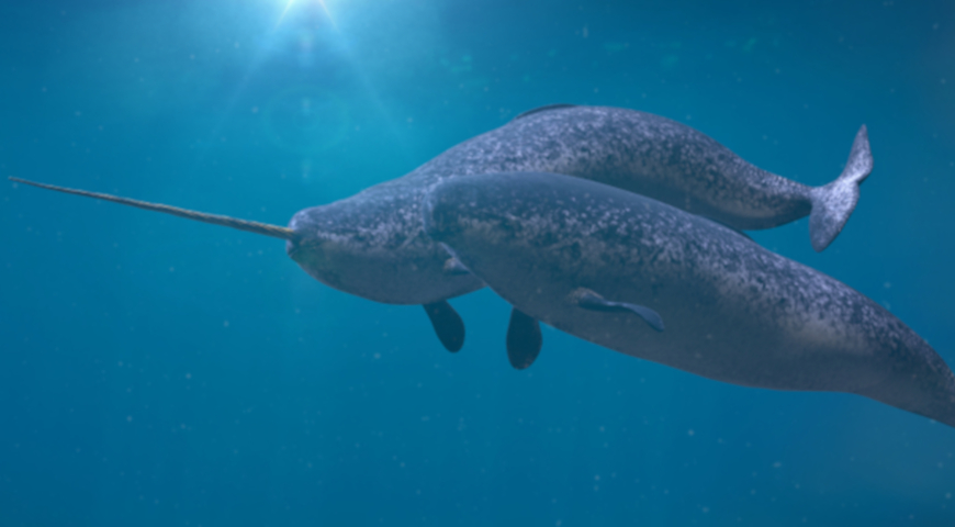 Загадочный нарвал: кит с длинным рогом