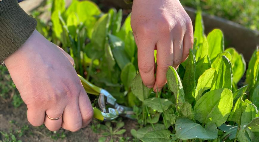 Можно ли есть щавель при подагре, советы эксперта