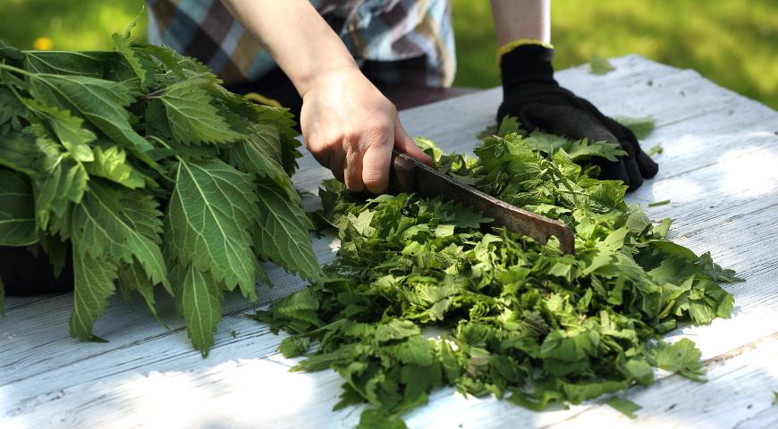 Самое полезное и вкусное весеннее растение - КРАПИВА: лучшие рецепты с крапивой