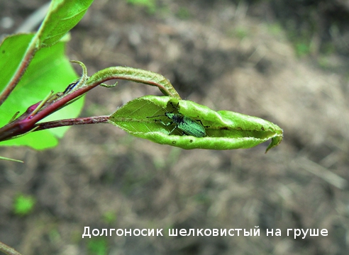 Вредители яблонь и груш