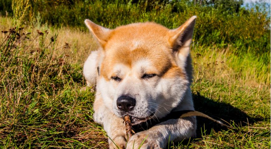 Как вывозить домашних животных на дачу: возможные опасности