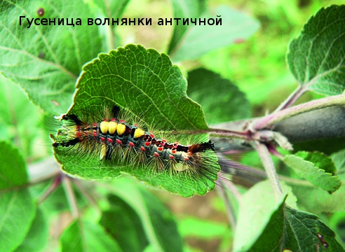 Вредители яблонь и груш