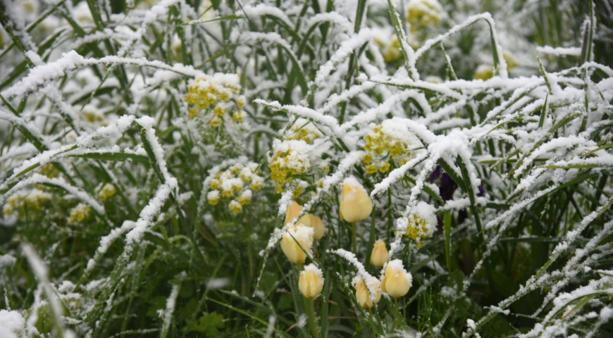 Эксперты назвали эффективные способы восстановления садовых растений после майского снегопада