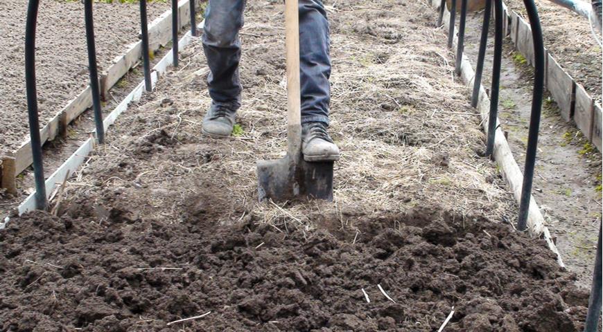 В какую почву сажать огурцы, чтобы они были сладкими