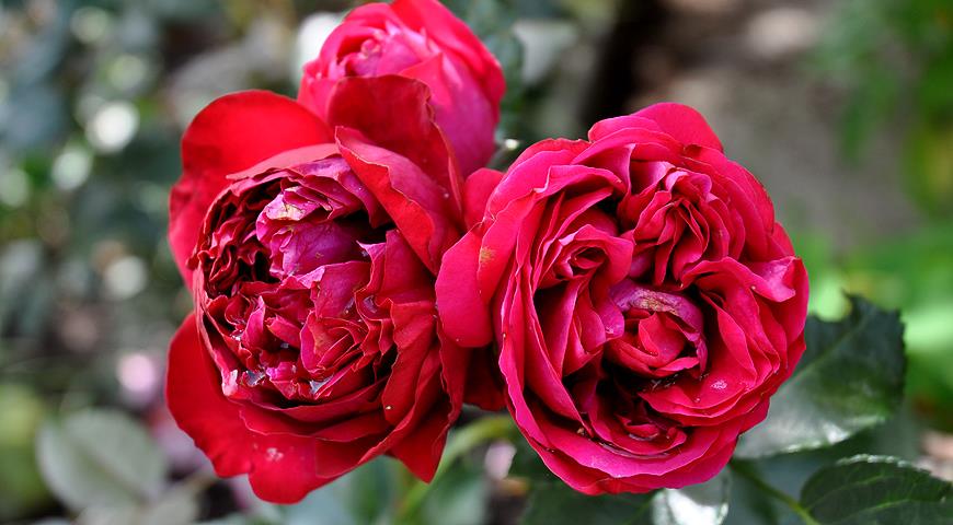 5 правил выбора роз для посадки на дачу + советы от профессионала