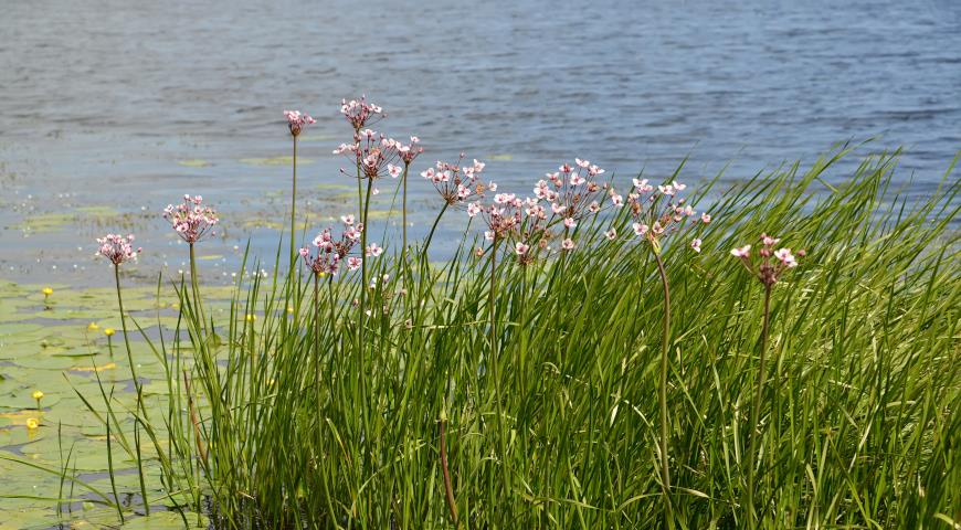 ТОП-10 прибрежных растений, что посадить на берегу водоема и пруда