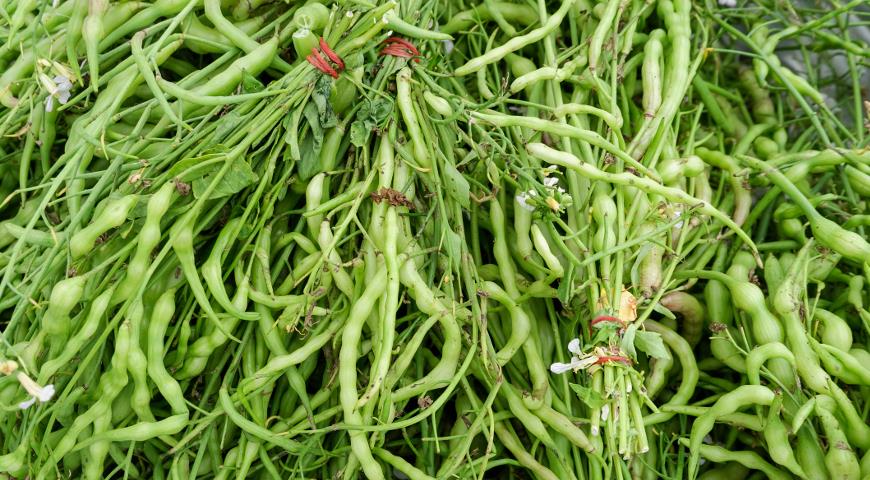 ТОП 5 необычных овощей для посадки на дачу для новичков: кивано, мелотрия, чуфа и другие