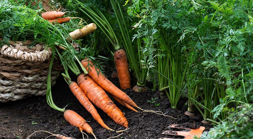 Как посадить и вырастить вкусную морковь на грядках