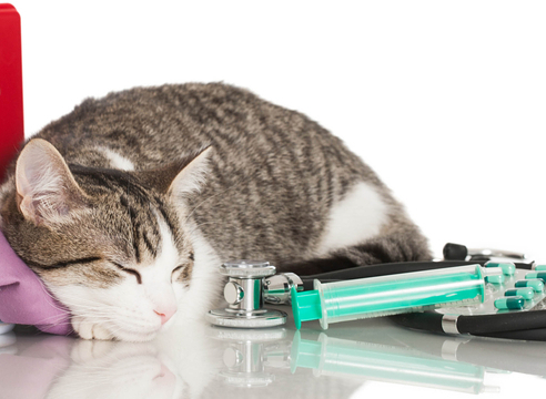 Лекарства для кошек: как правильно подготовить кошку к выезду на дачу