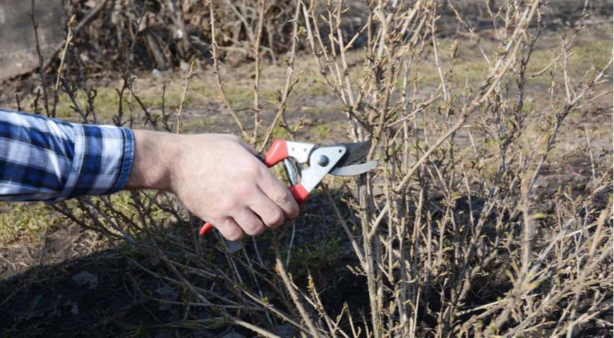 Как ухаживать за крыжовником весной, чтобы получить много сладких ягод