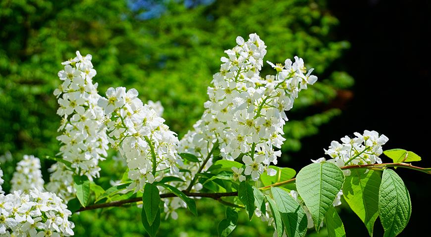 Природа подскажет, когда что сажать: 4 главных природных маркера, за которыми следят все дачники