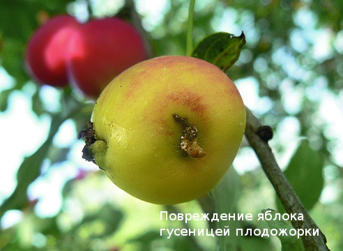 Вредители яблонь и груш