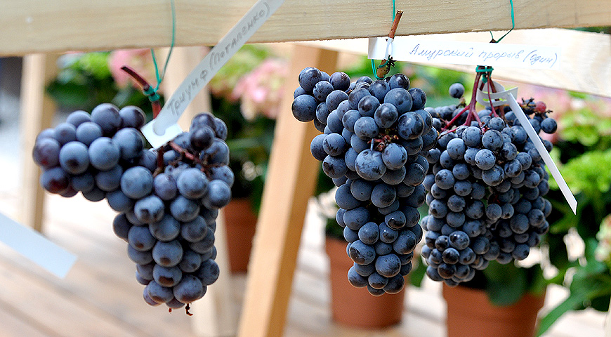 Неукрывные сорта винограда: амурские гибриды. Выбираем сорта для посадки на дачу