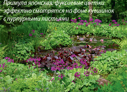 Натурализация примул в саду: личный опыт Ольги Бондаревой