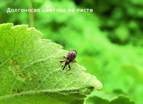 Вредители яблонь и груш